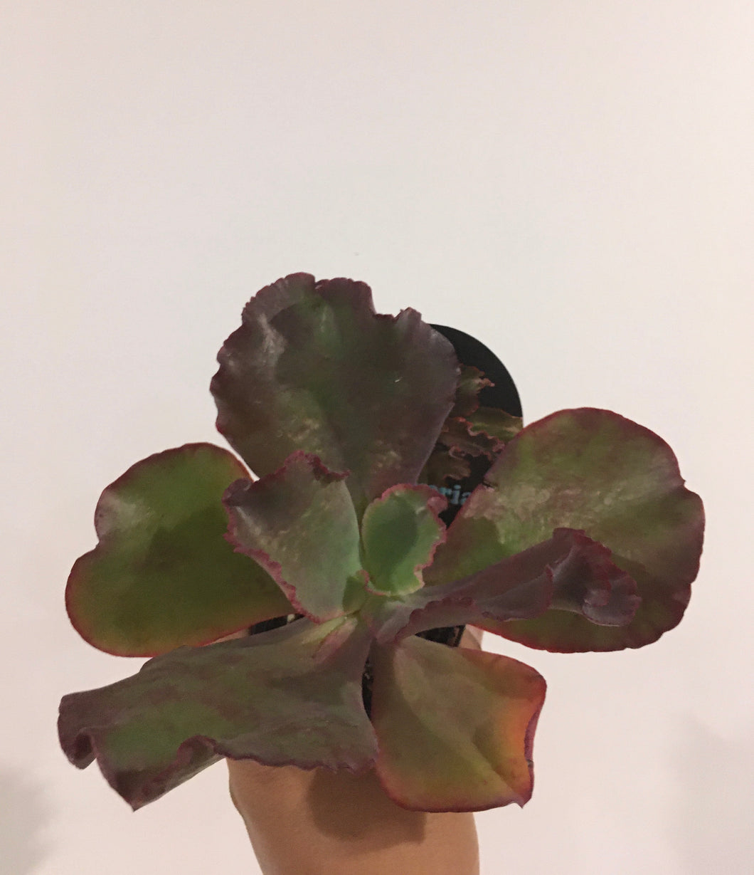 Echeveria Zorro in 8cm pot