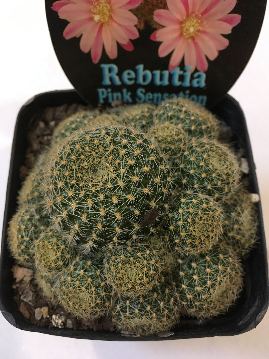Rebutia Pink Sensation in 10cm pot
