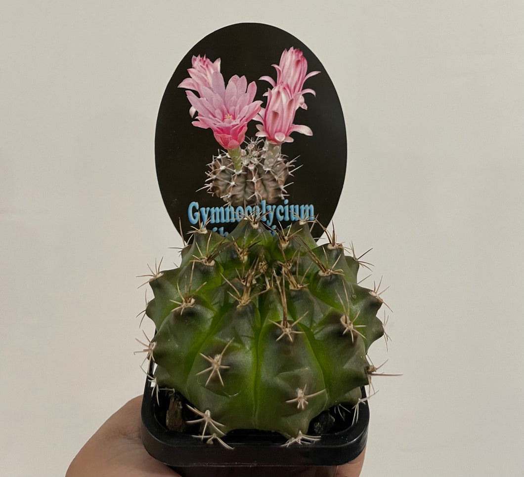 Gymnocalycium mihanovichii in 7cm pot