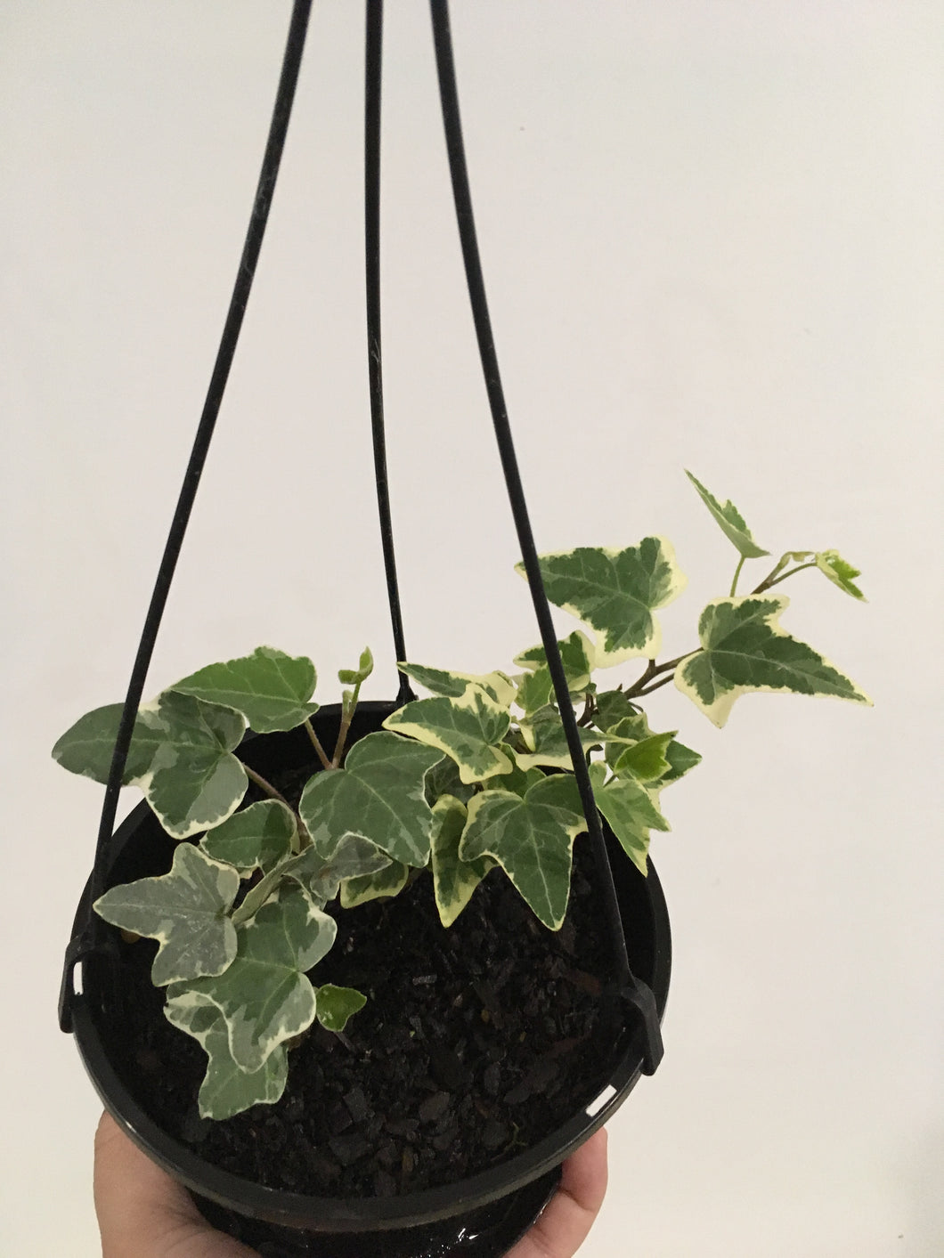 Ivy Glacier in 15cm hanging pot