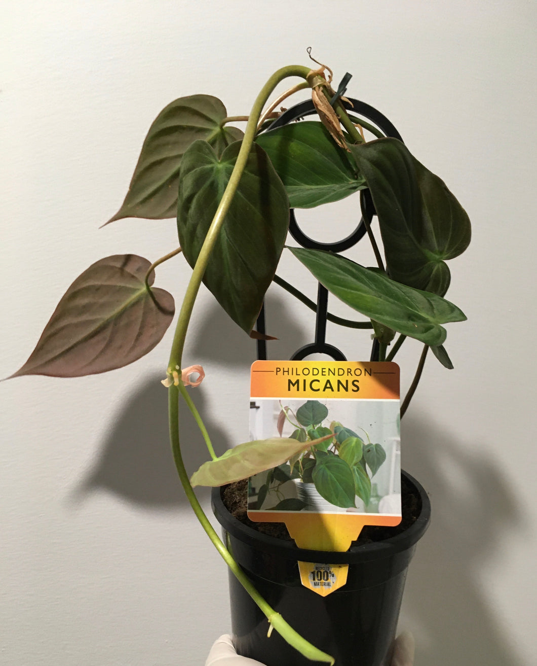 Philodendron micans in 13cm pot