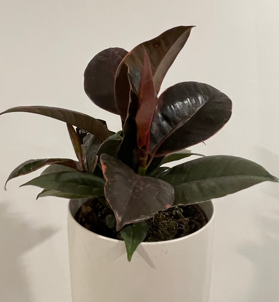 Ficus Ruby in 12cm pot
