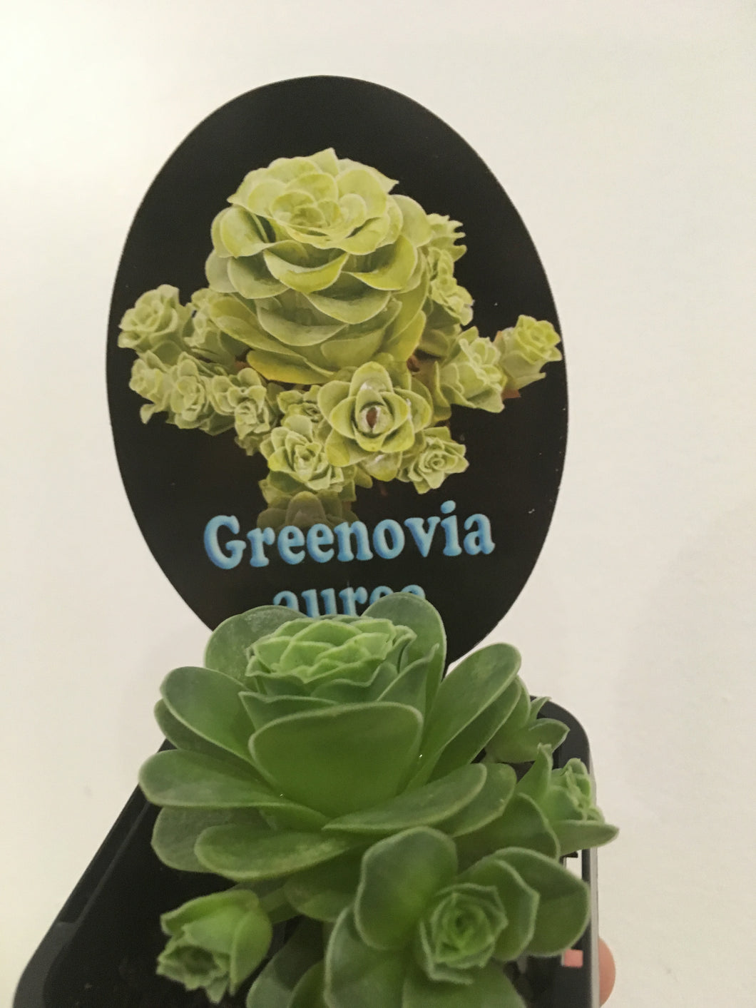 Greenovia aurea in 7cm pot