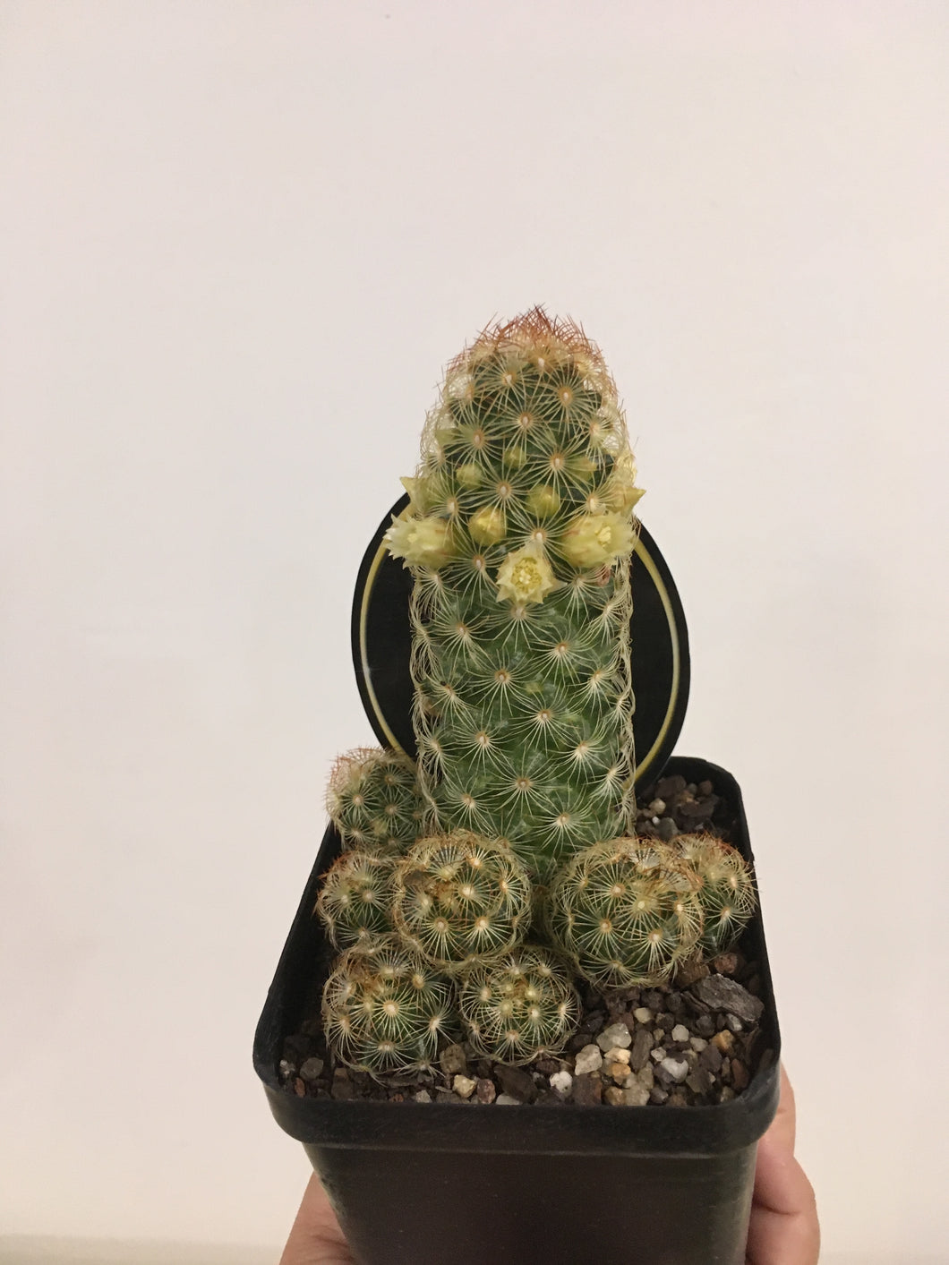 Mammillaria Elongata in 10cm nursery pot