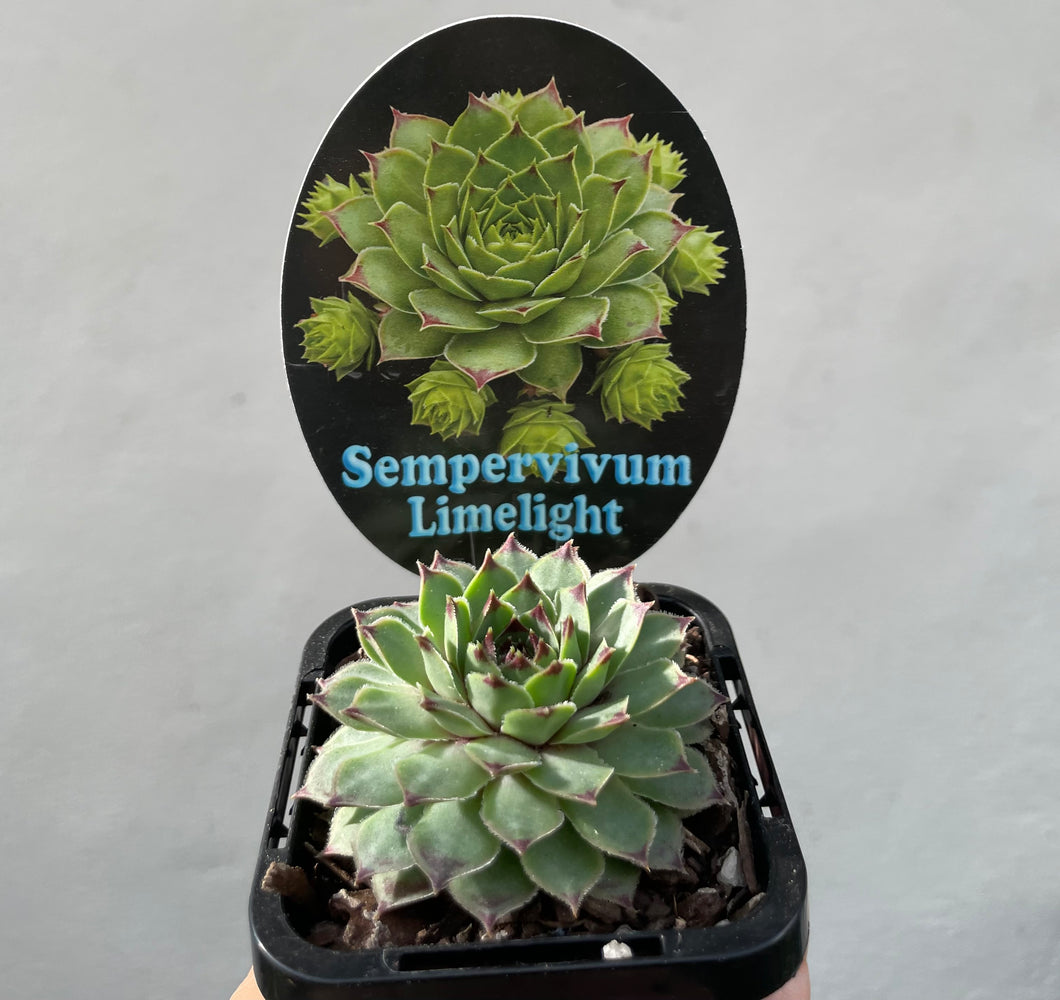 Sempervivum limelight in 7cm pot