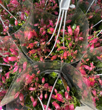 Load image into Gallery viewer, Kalanchoe uniflora in 13cm pot
