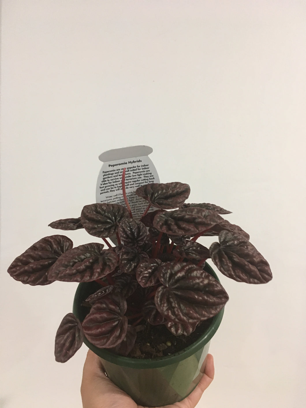 Peperomia Schumi Red in 13cm pot