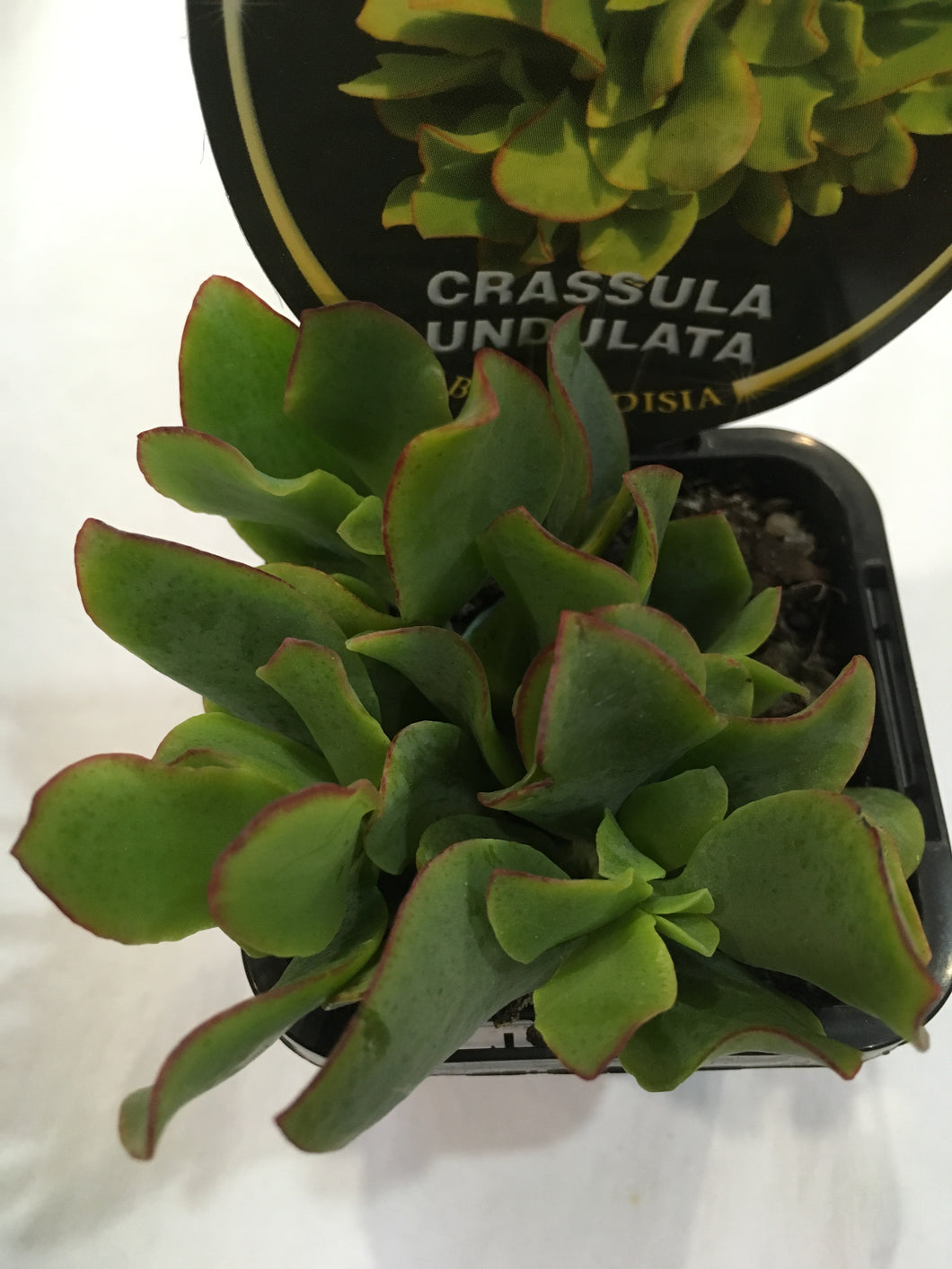 Crassula undulata in 7cm pot