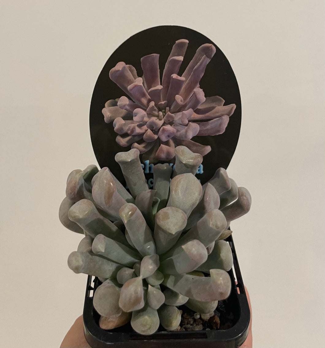 Echeveria lilac spoons 7cm
