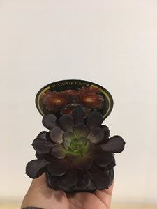 Aeonium Short Black in 7cm pot