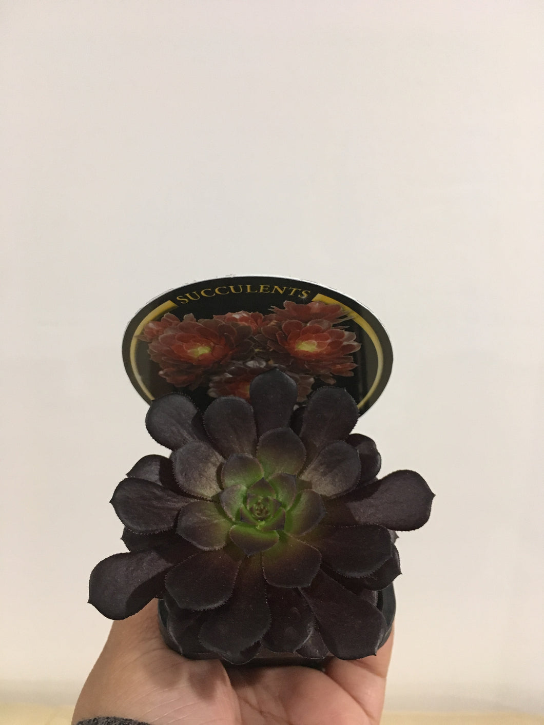 Aeonium Short Black in 7cm pot