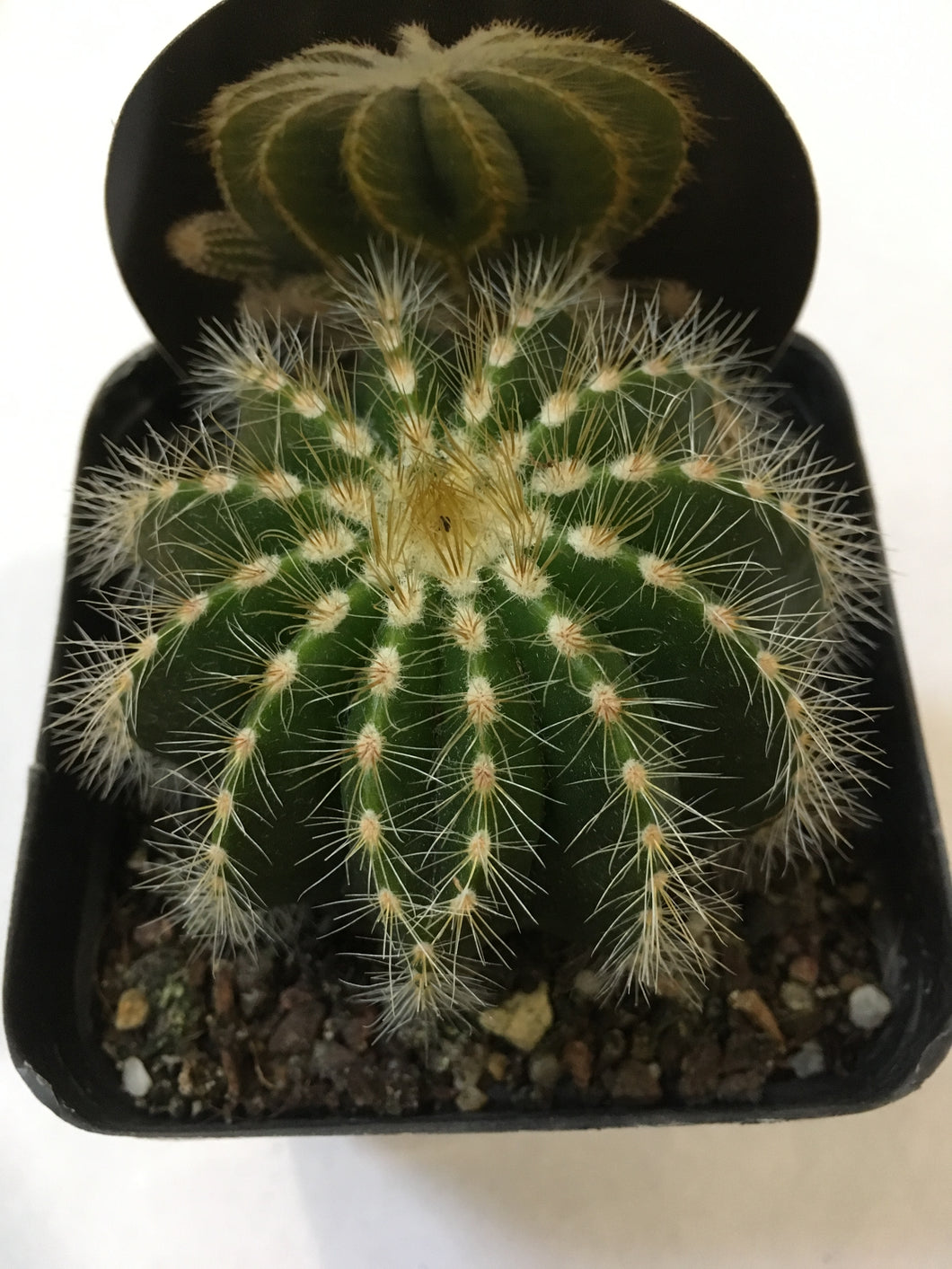 Notocactus magnificus in 10cm pot