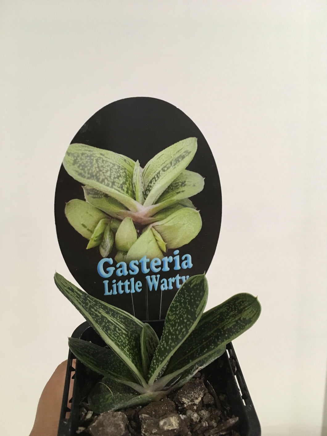 Gasteria Little Warty in 7cm pot