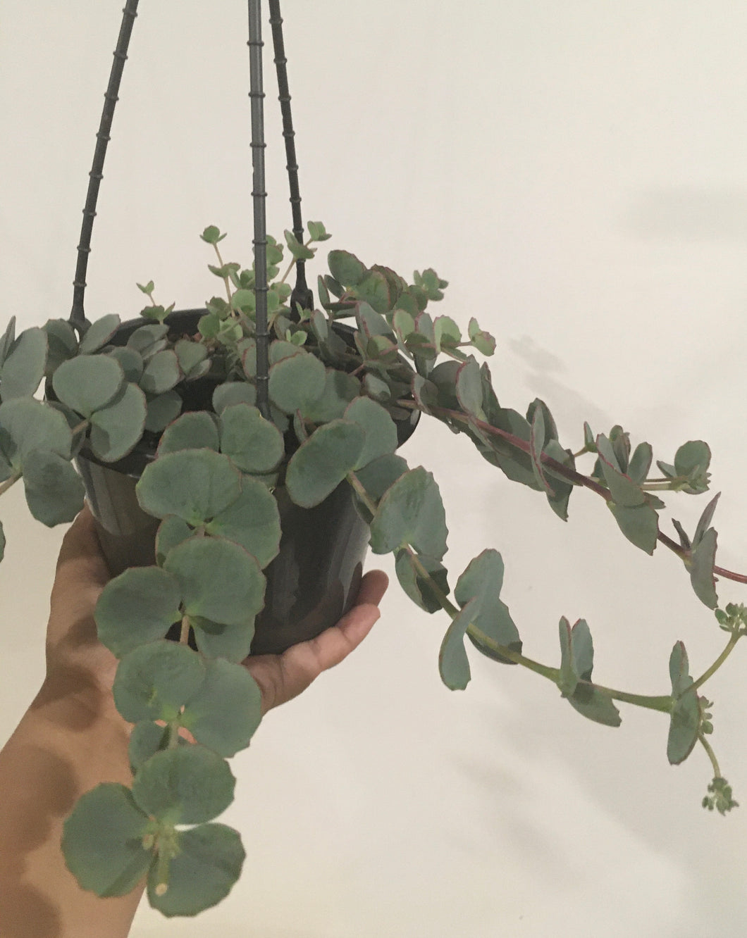 Sedum sieboldi in 15cm pot