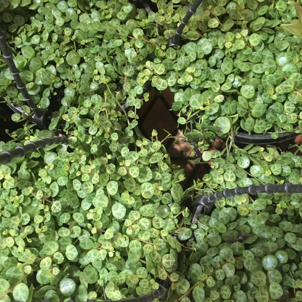 String of Turtles in 15cm pot