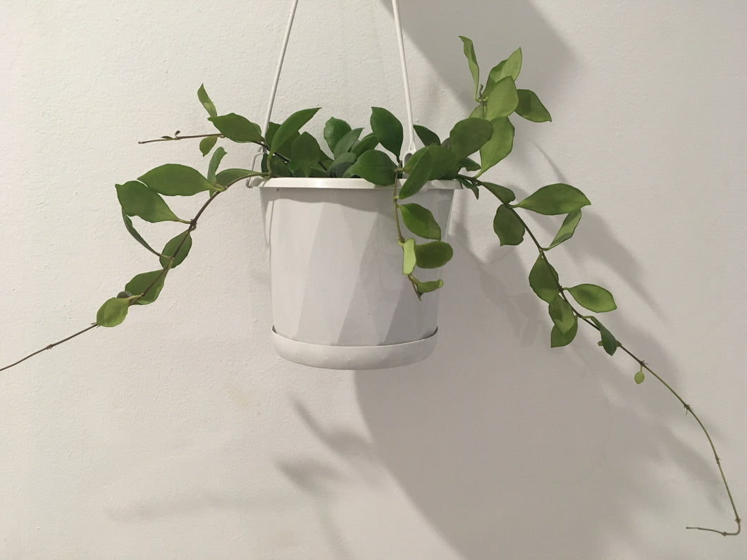 Hoya heuschkeliana pink in 13cm pot