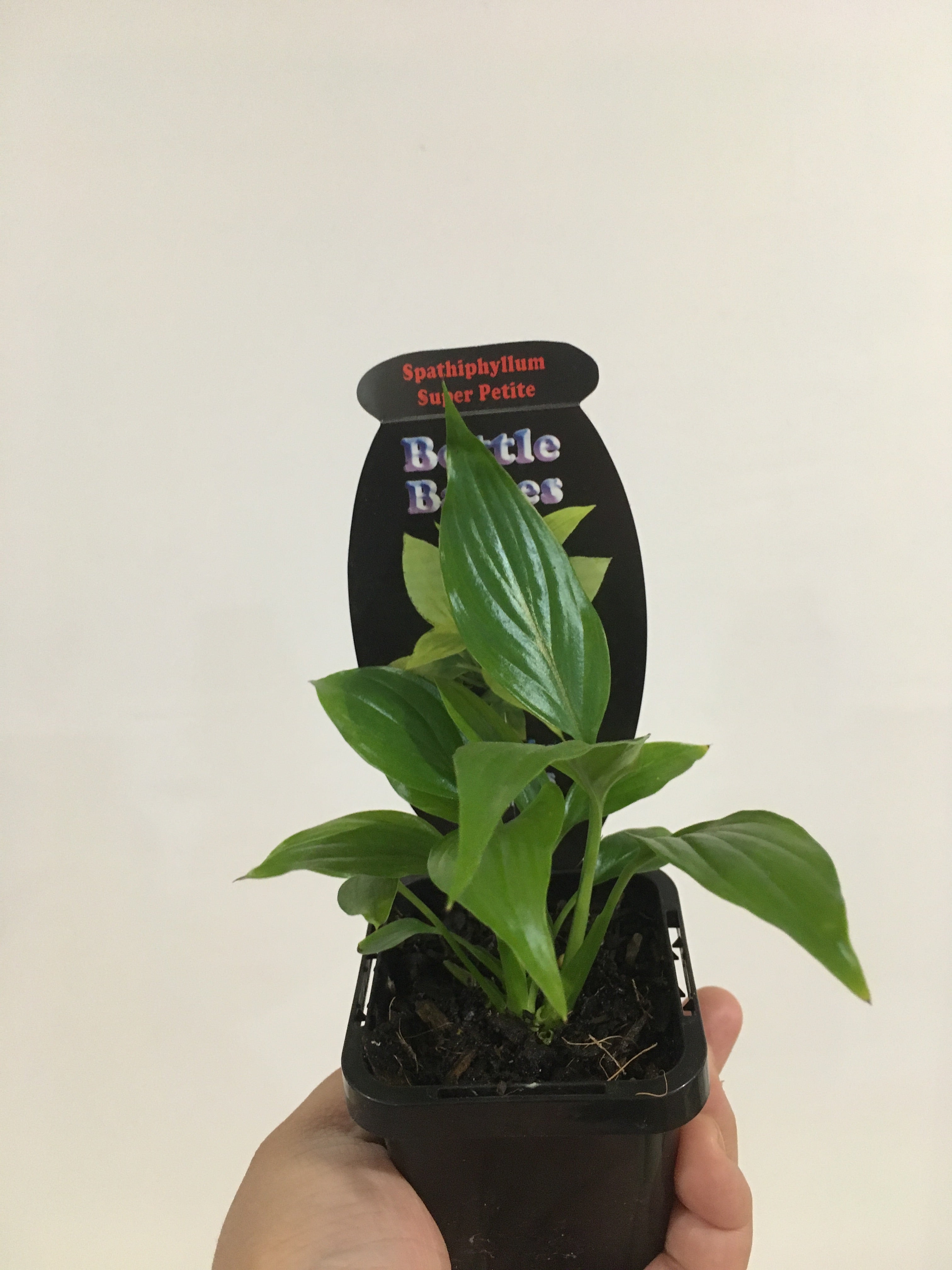 petite peace lily Spathiphyllum Super Petite