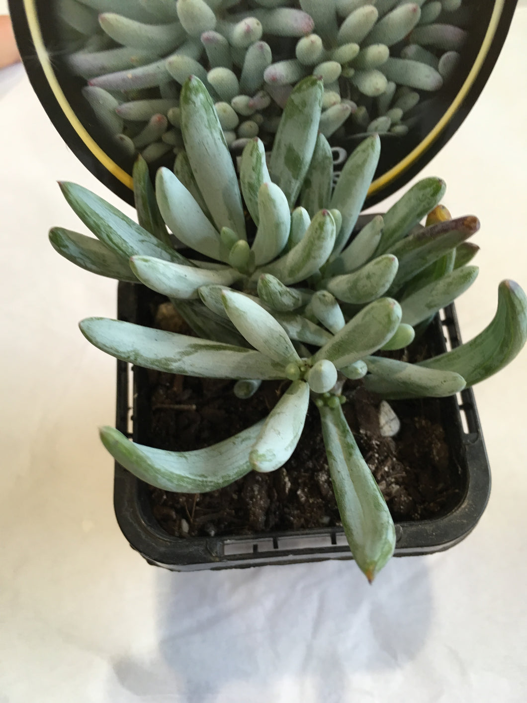 Senecio serpens in 7cm pot