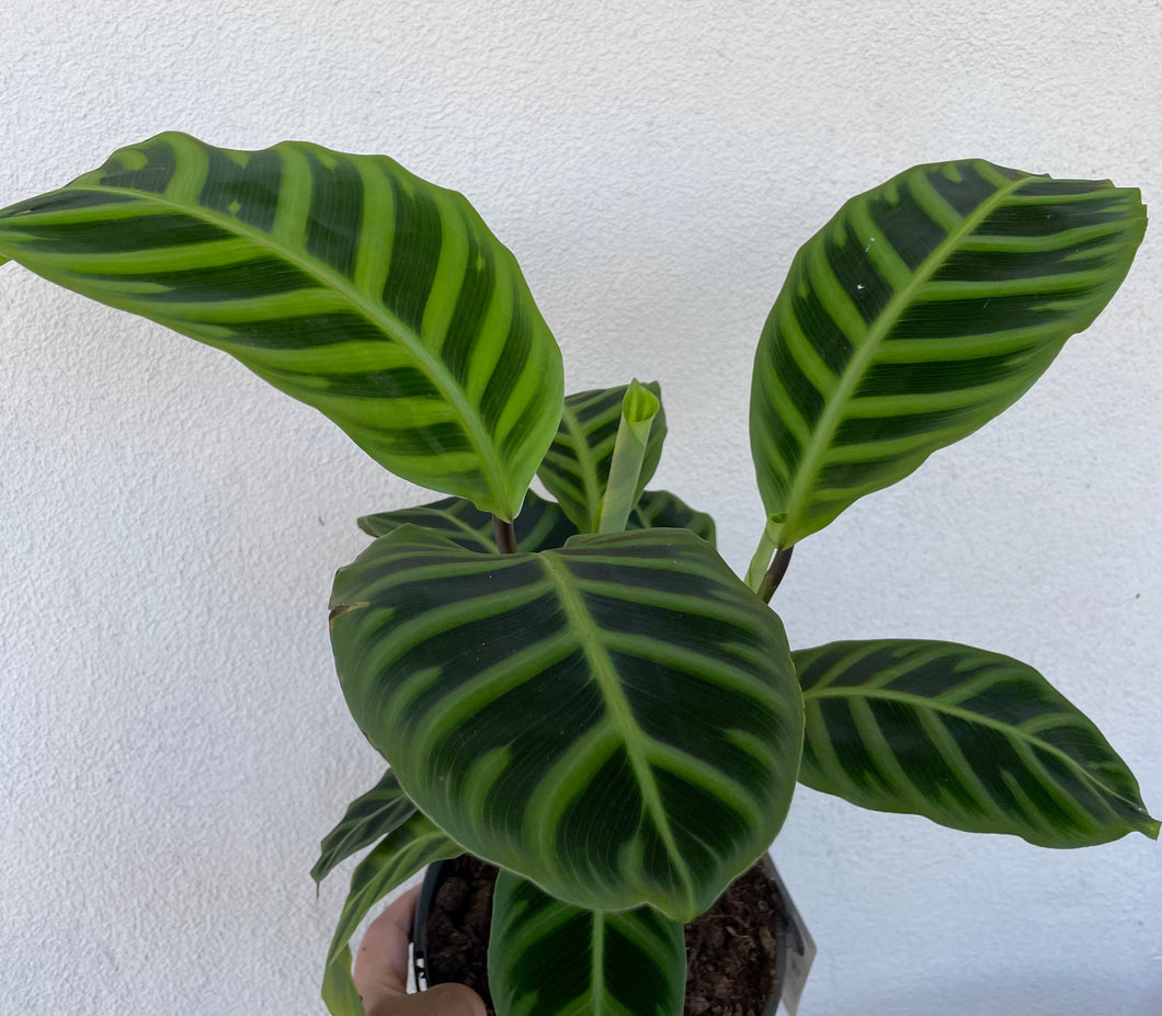 Calathea zebrina in 17cm pot
