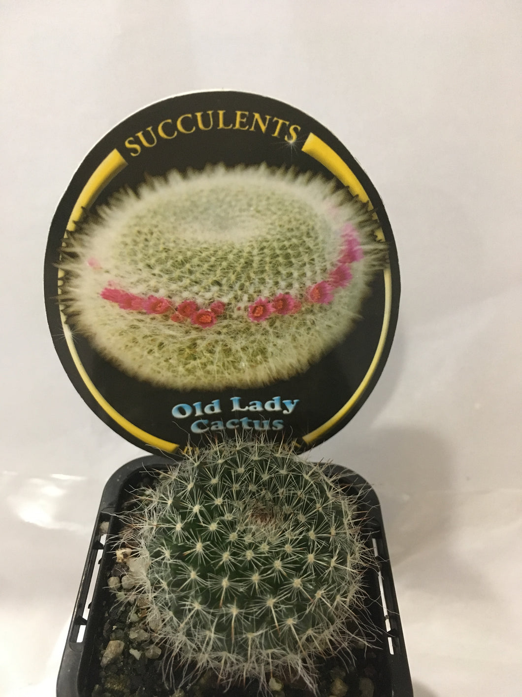 Old Lady Cactus in 7cm pot