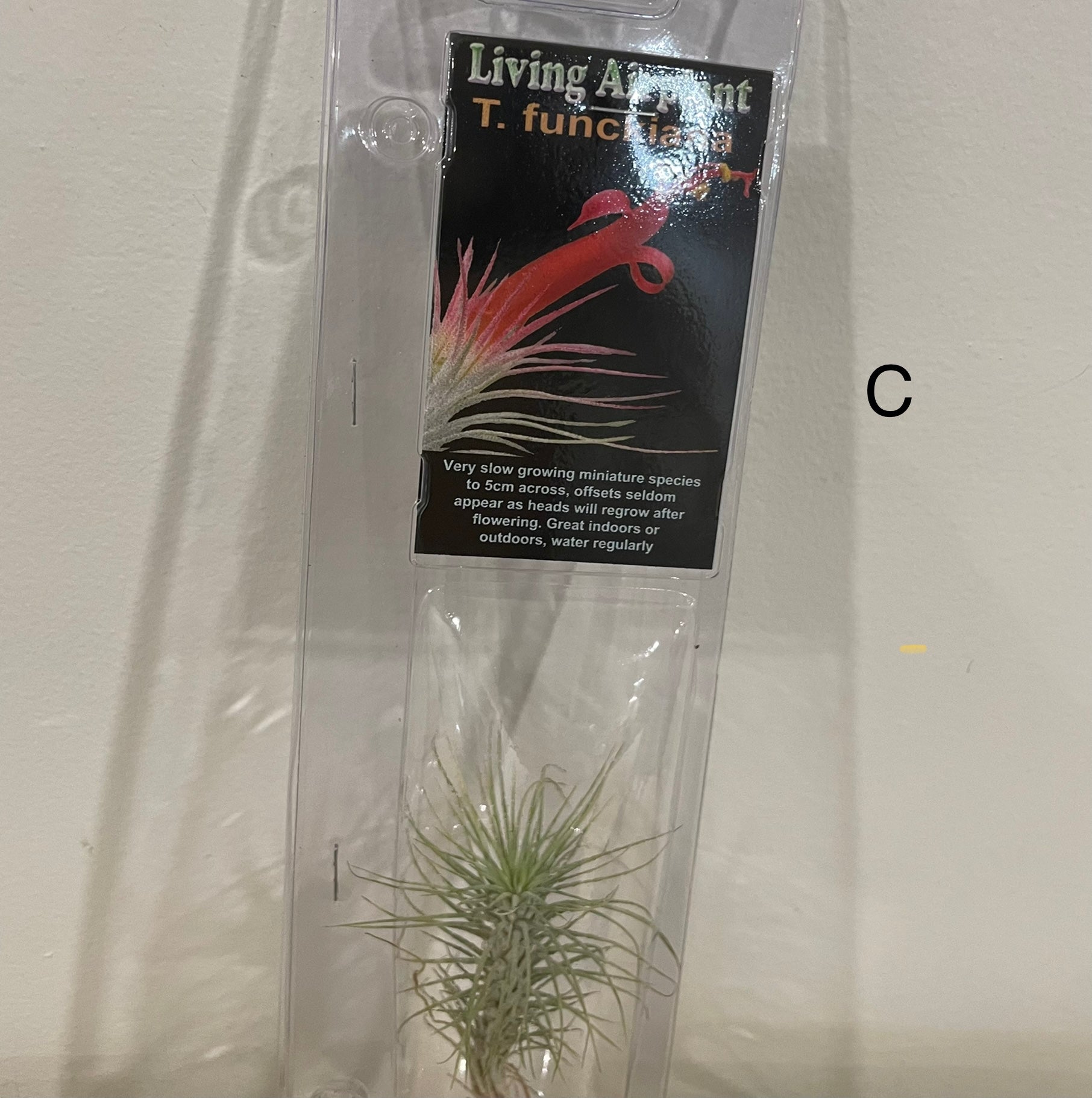 bunnings air plants Air Plants – Pananom