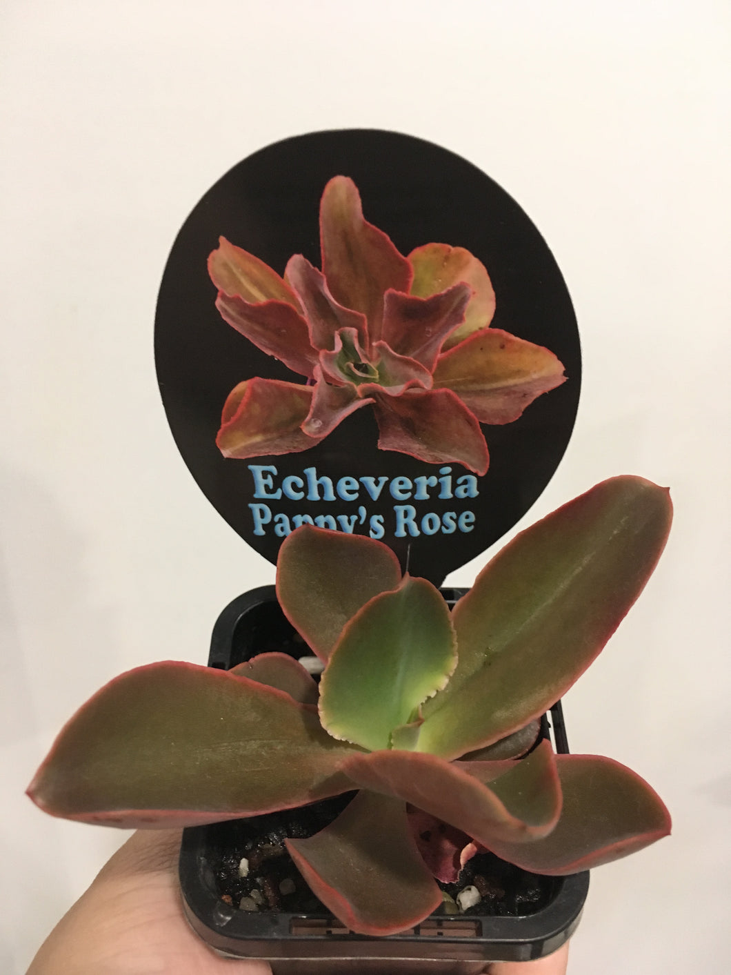 Echeveria Panny’s Rose in 7cm pot