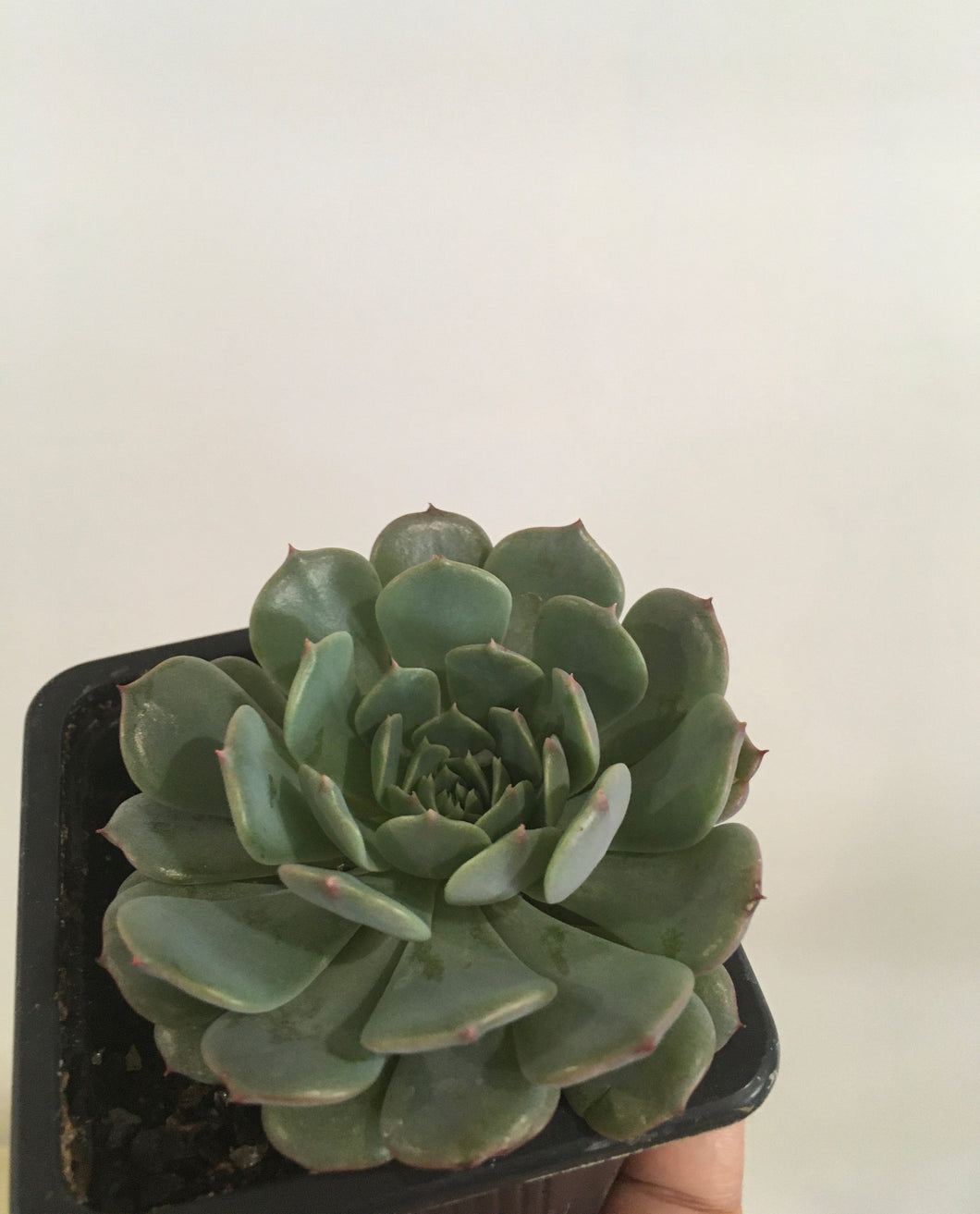 Echeveria Ring of Fire in 7.5cm pot
