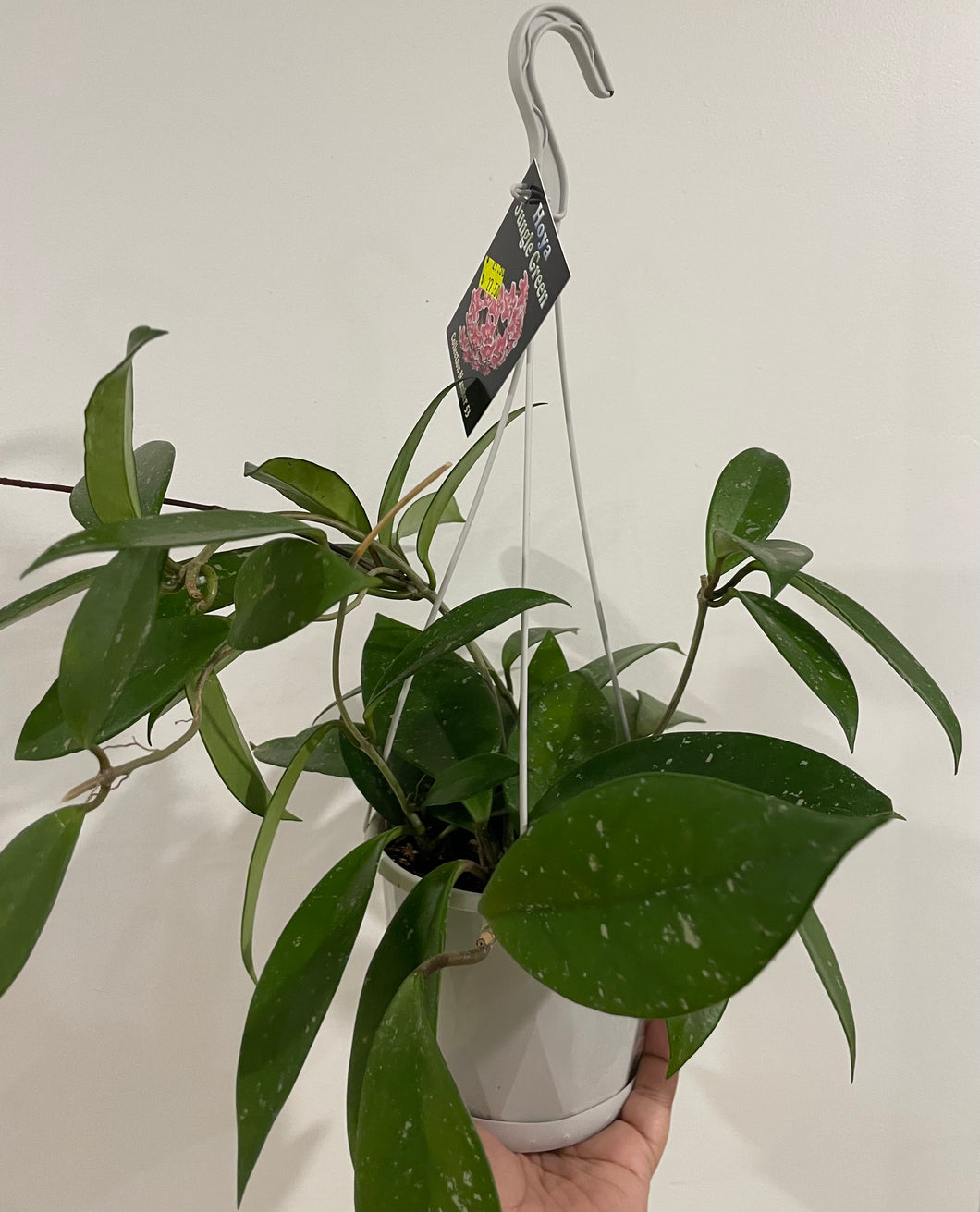 Hoya Jungle green in 13cm pot