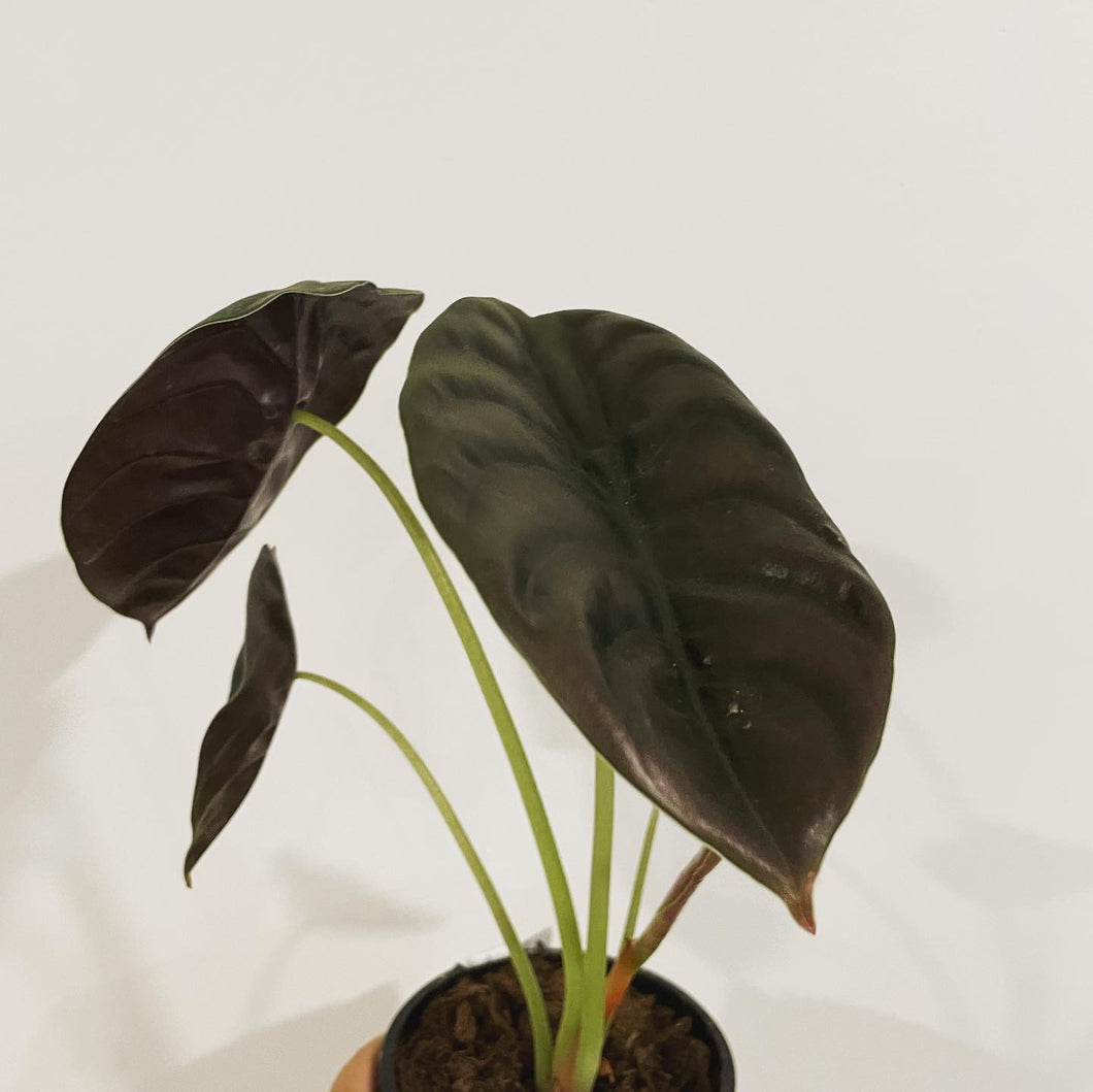 Alocasia Cuprea Red Secret in 13cm pot