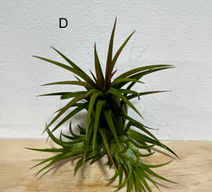 Air plants - medium size
