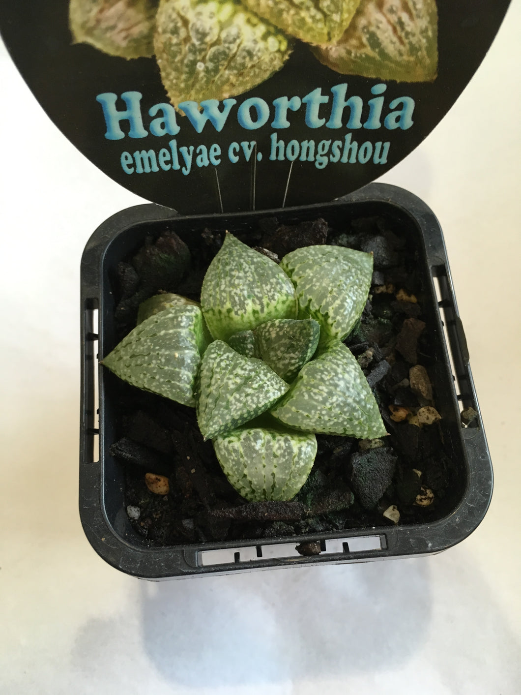 Haworthia emelyae cv. Hongshou in 7cm pot
