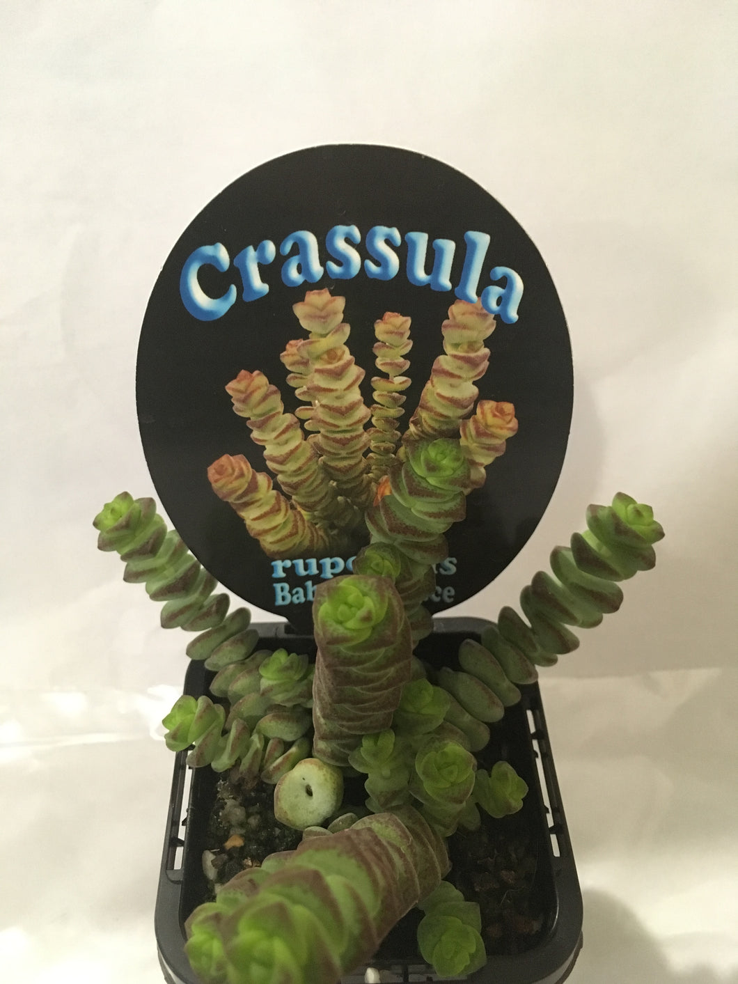 Crassula rupestris baby necklace in 7cm pot