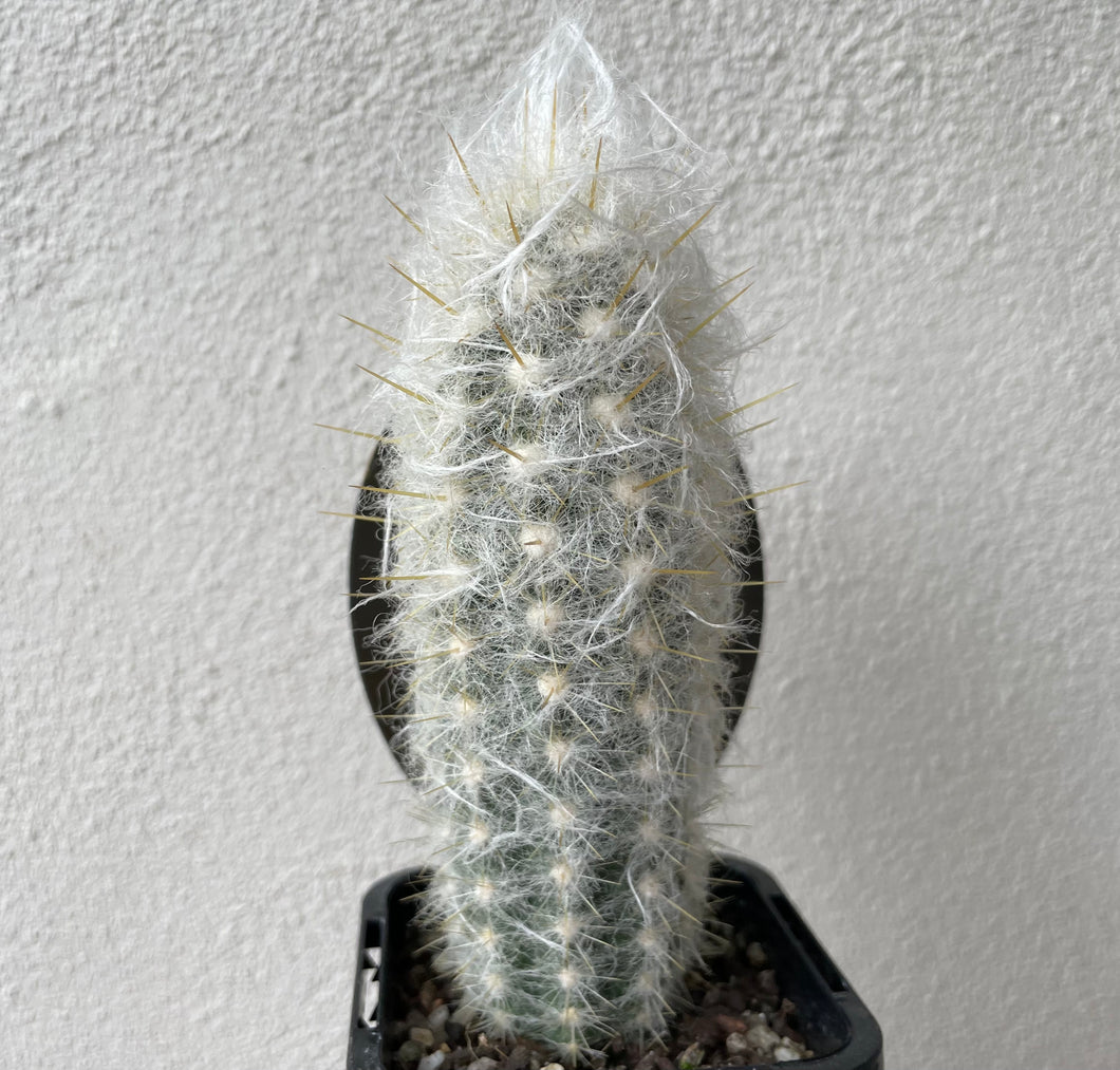 Oreocereus leucotrichus var densilanatus