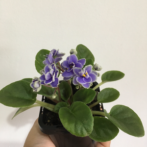 African Violet China Doll - Blue in 7cm pot