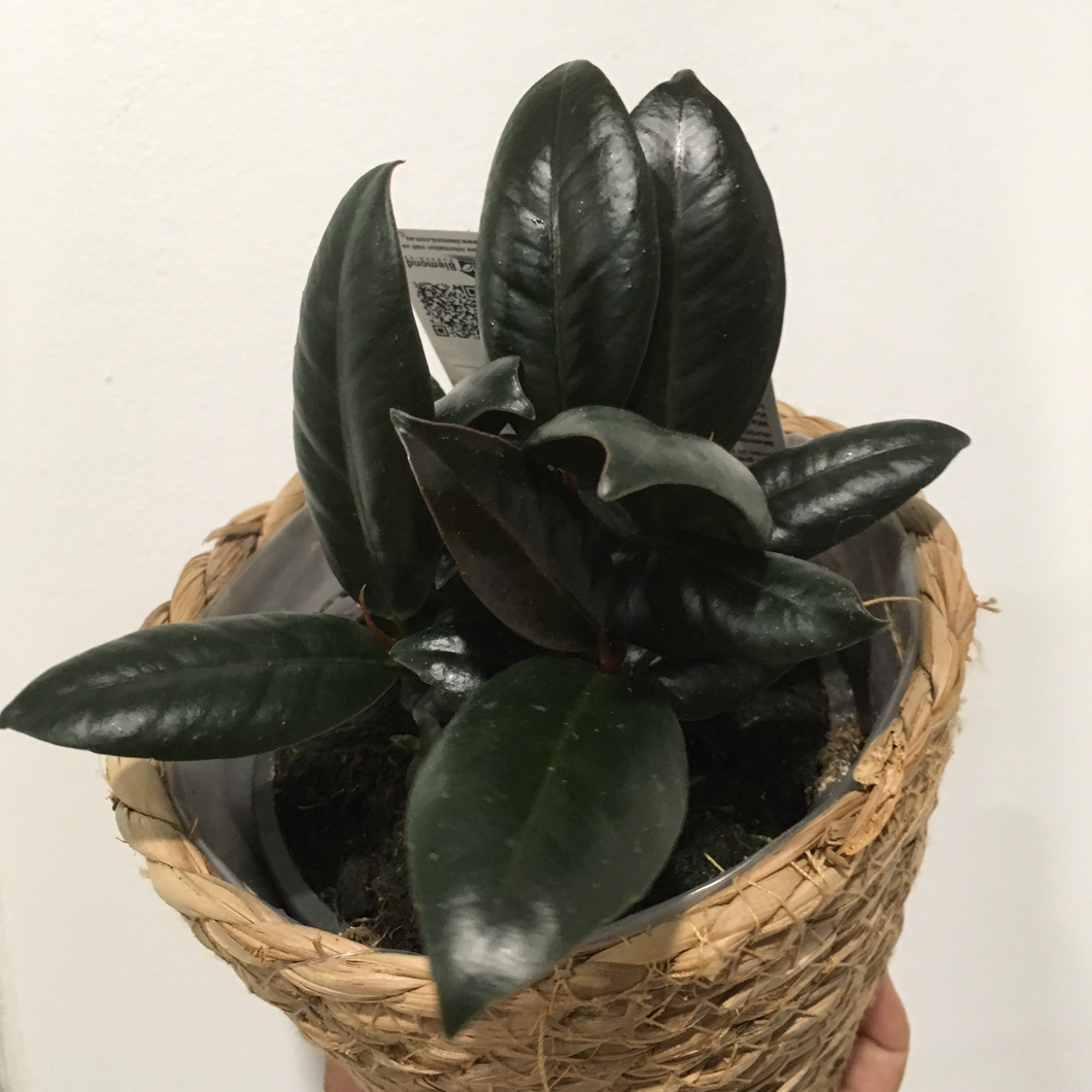 Ficus Elastica Decora in 13cm pot