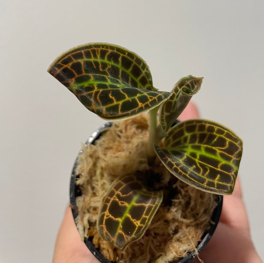 Macodes sanderiana - jewel orchid in 6cm pot