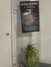 Load image into Gallery viewer, Air Plants
