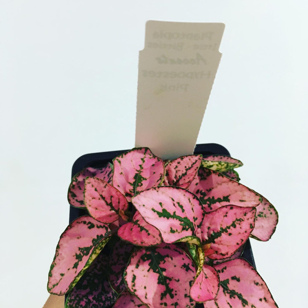 Hypoestes or Polka Dot Plant- Pink in 7.5cm pot