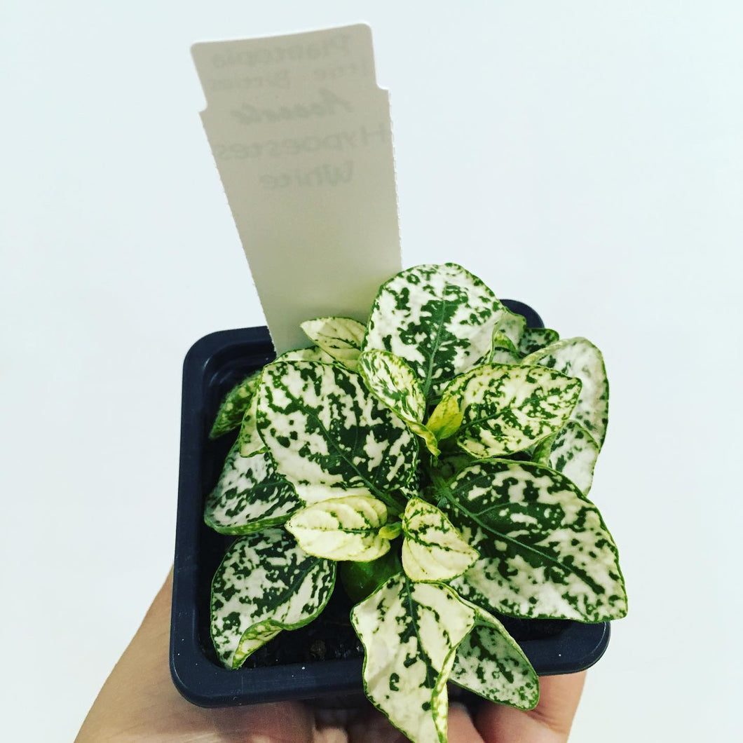 Hypoestes or Polka Dot Plant- White in 7.5cm pot