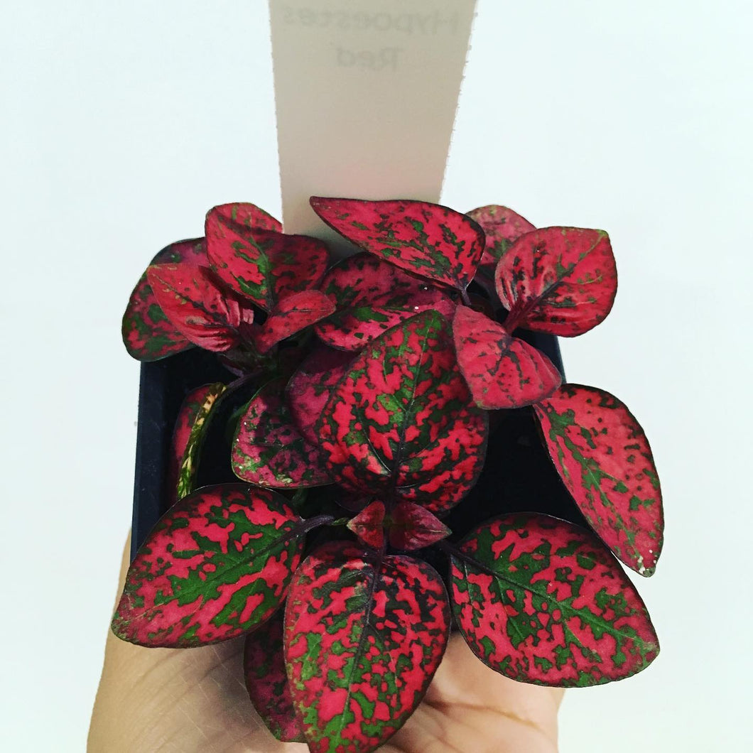 Hypoestes or Polka Dot Plant- Red in 7.5cm pot