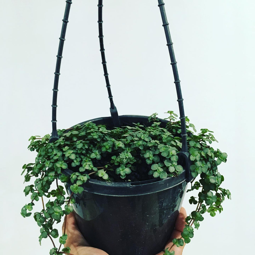 Pilea Libanensis (Silver Sprinkles) in 15cm hanging pot