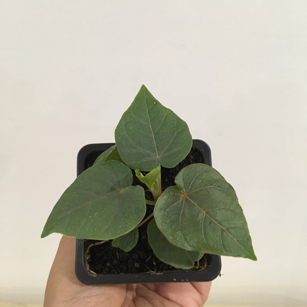 Ficus Petiolaris (Rock Fig) in 7.5cm pot
