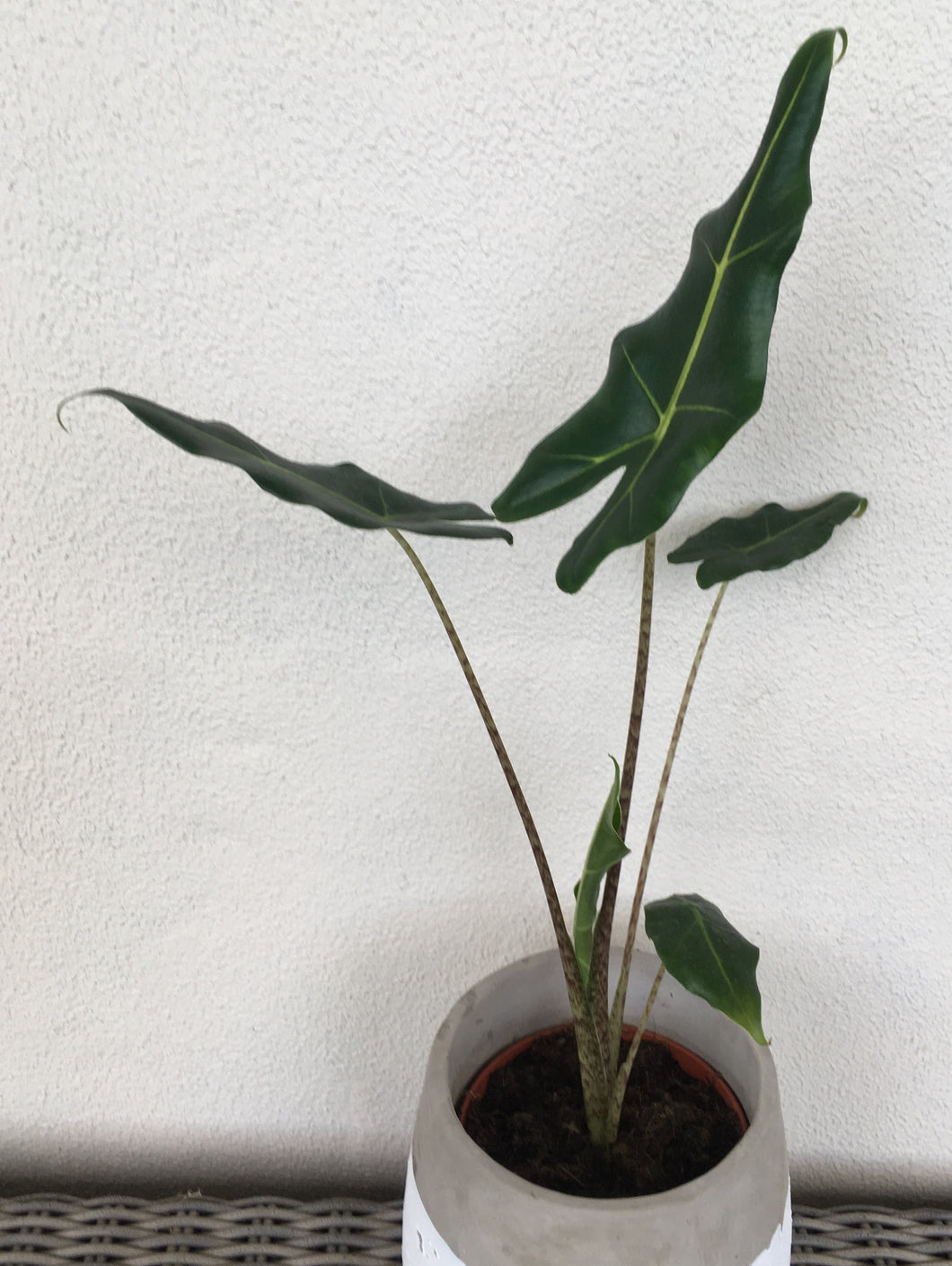 Alocasia sarian in 12cm nursery pot
