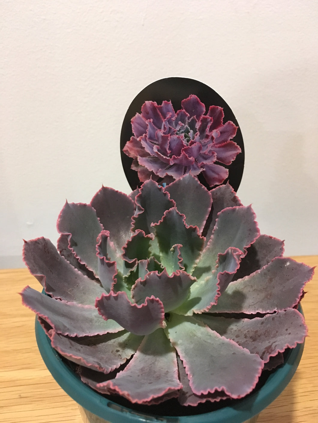 Echeveria Neon Breakers in 13cm pot