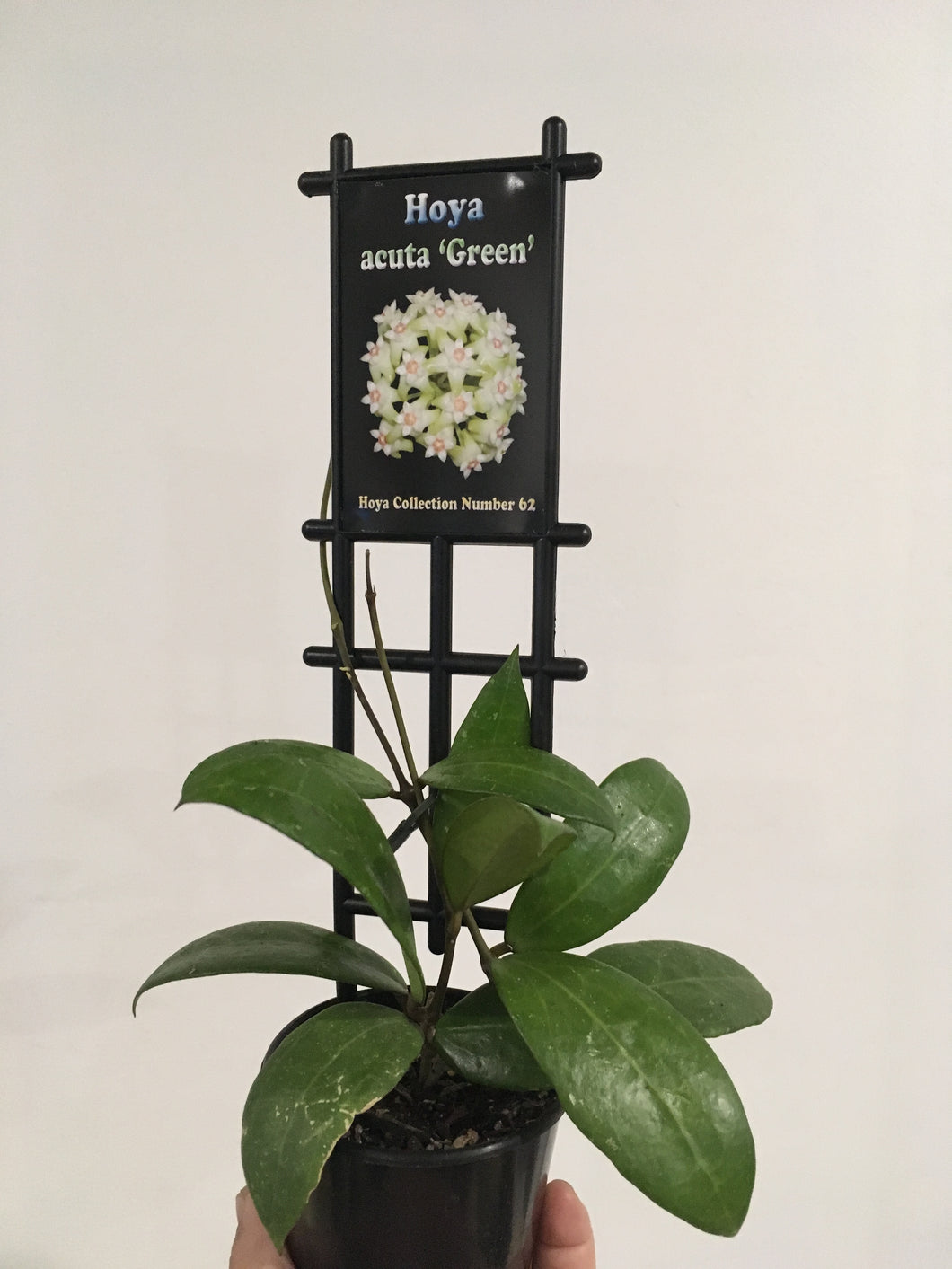 Hoya acuta green in 8cm pot