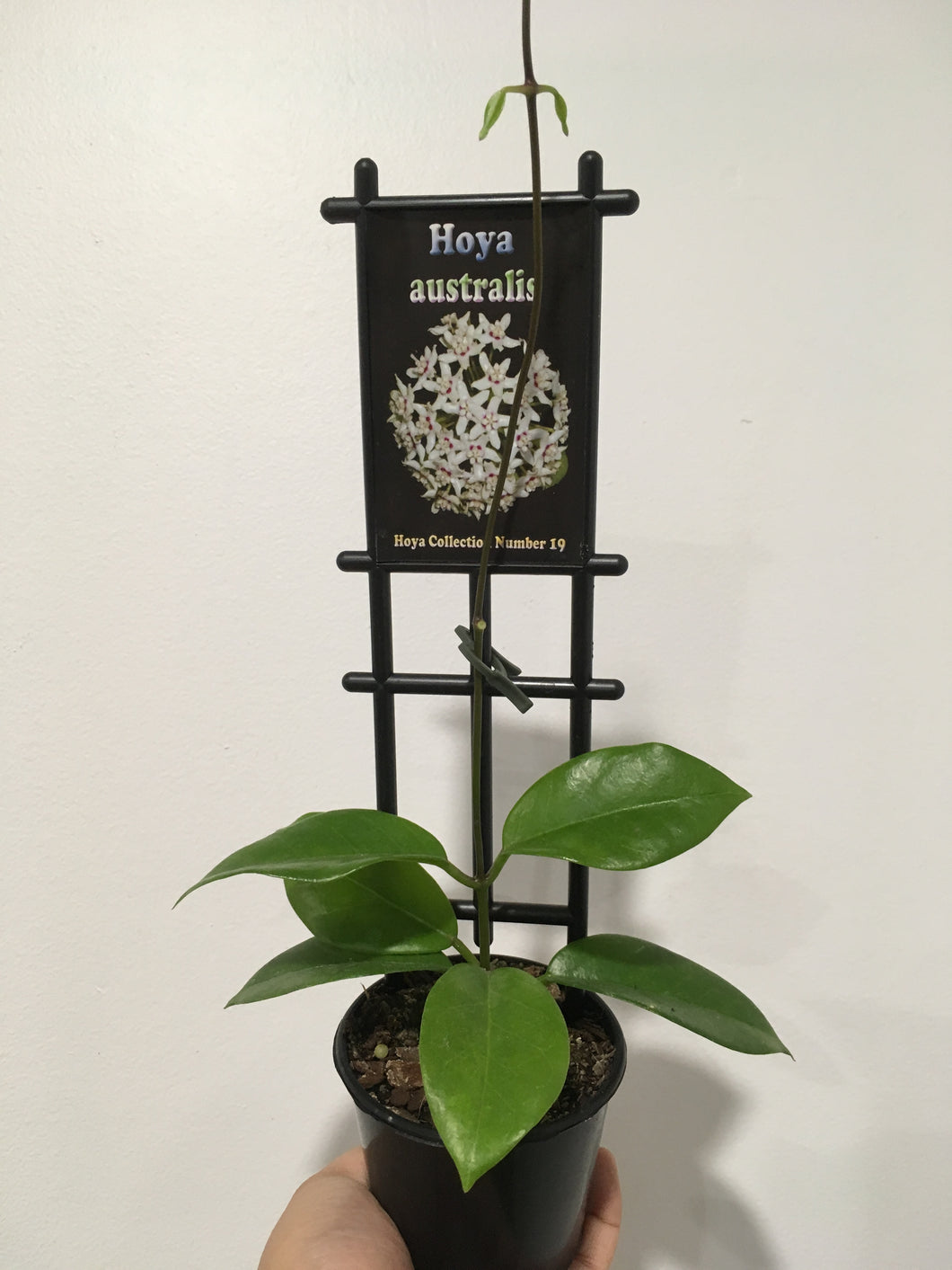 Hoya australis in 8cm pot
