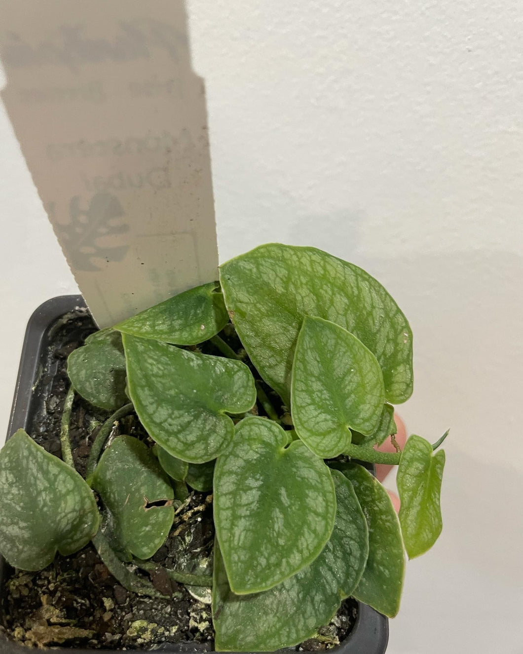 Monstera dubia in 7.5cm pot