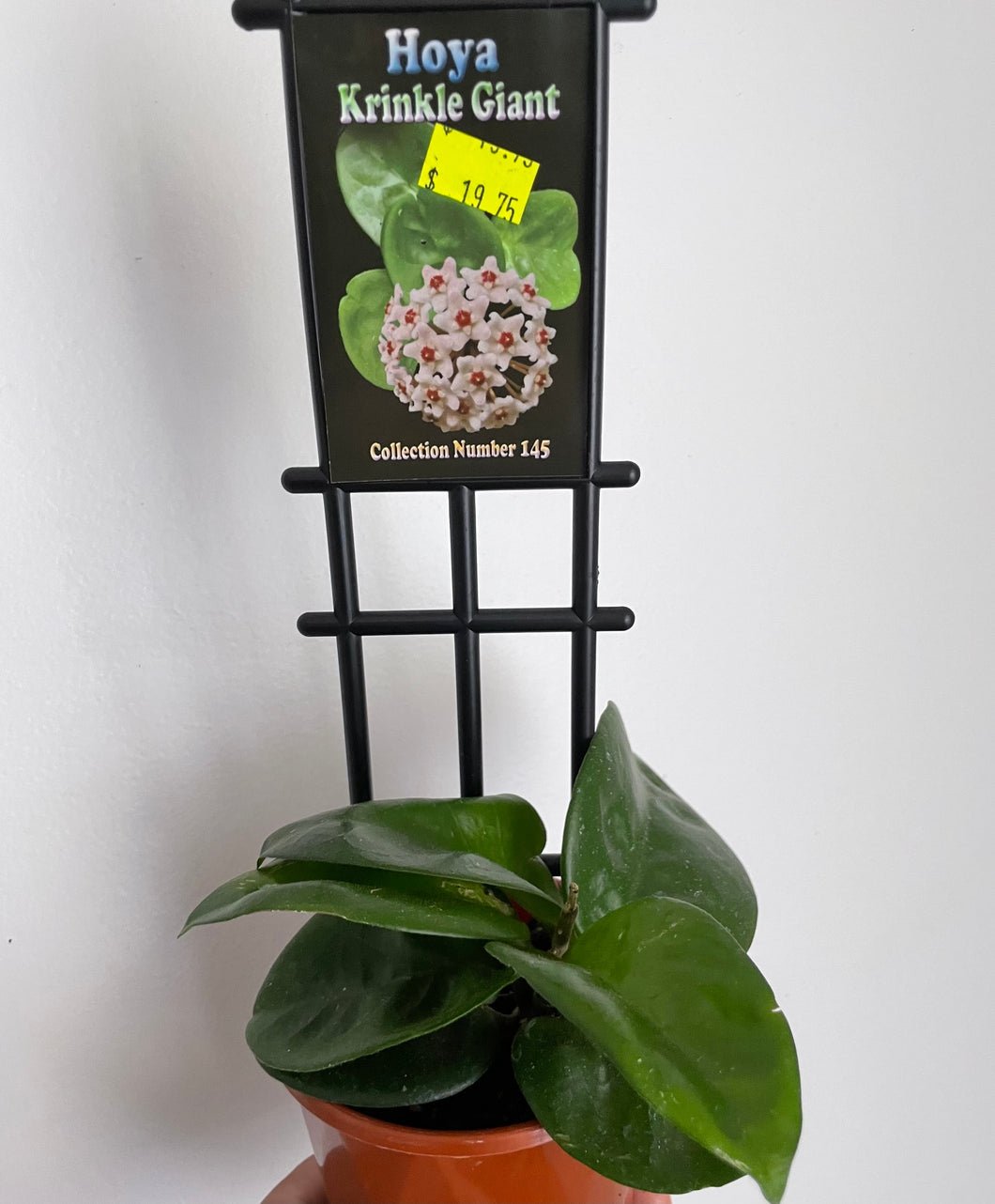 Hoya krinkle giant in 10cm pot