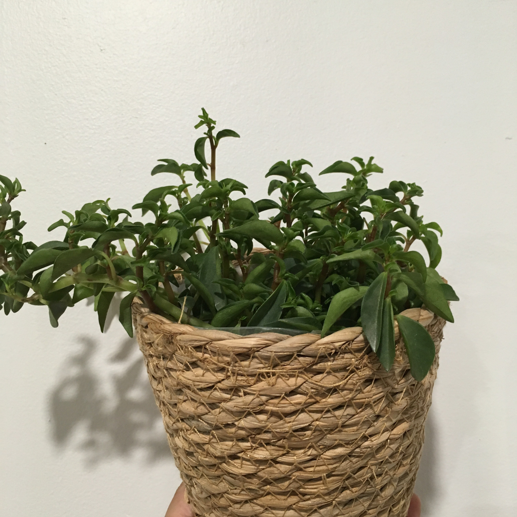Peperomia Amigo Marcello in 9.5cm nursery pot