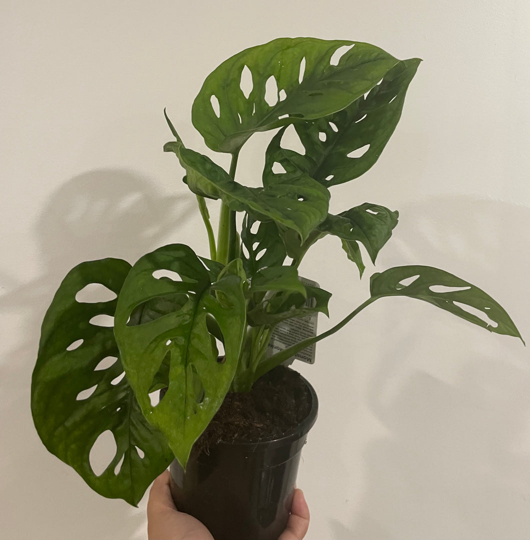 Monstera adansonii monkey mask in 13cm pot